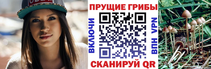 Галлюциногенные грибы MAGIC MUSHROOMS  KRAKEN как зайти  Протвино  где продают  